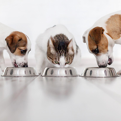 Petfood